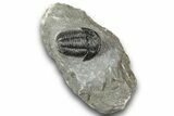 Detailed Gerastos Trilobite Fossil - Morocco #243778-3